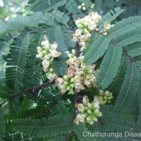 Libidibia coriaria (Jacq.) Schltdl.